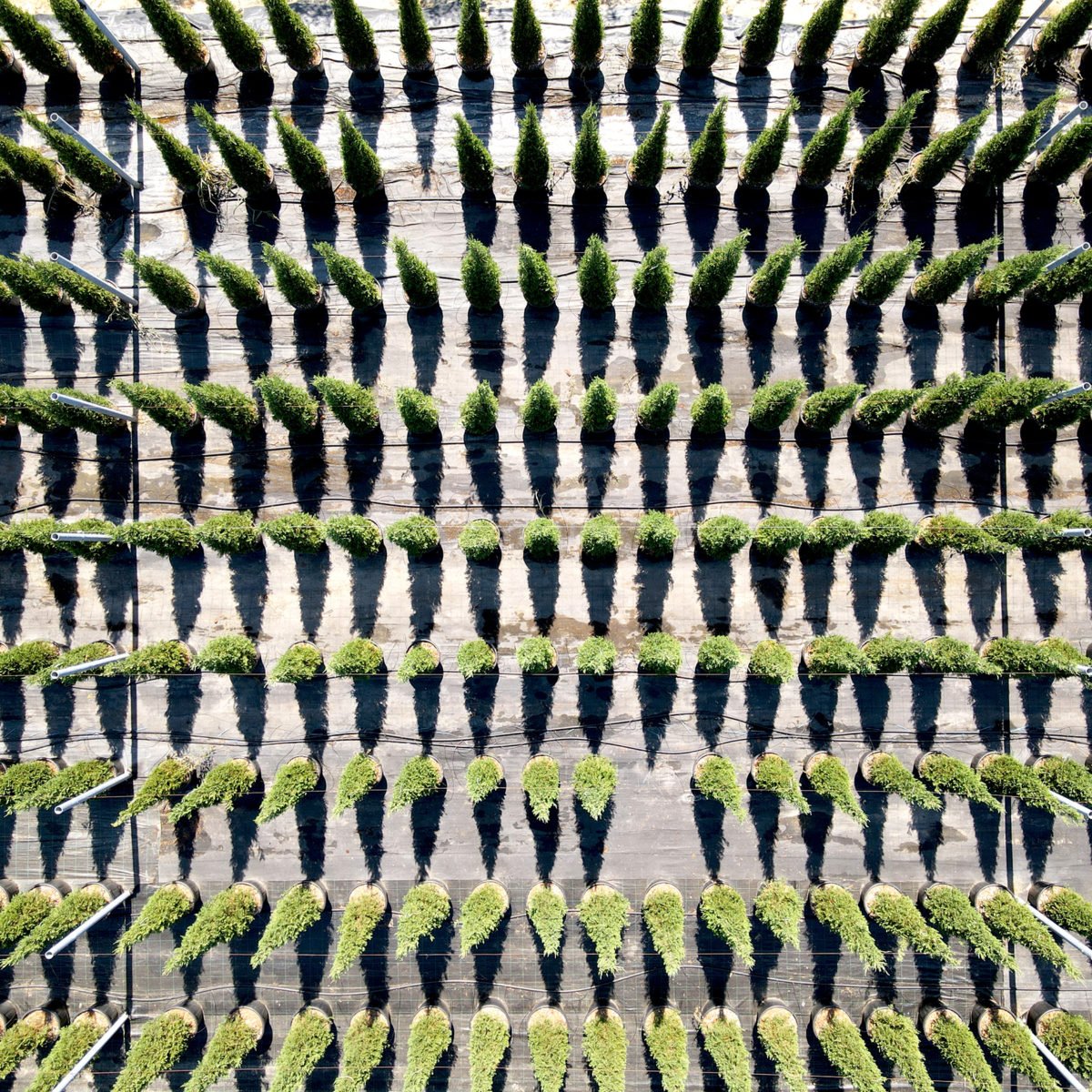 Marquage des arbres en pépinière